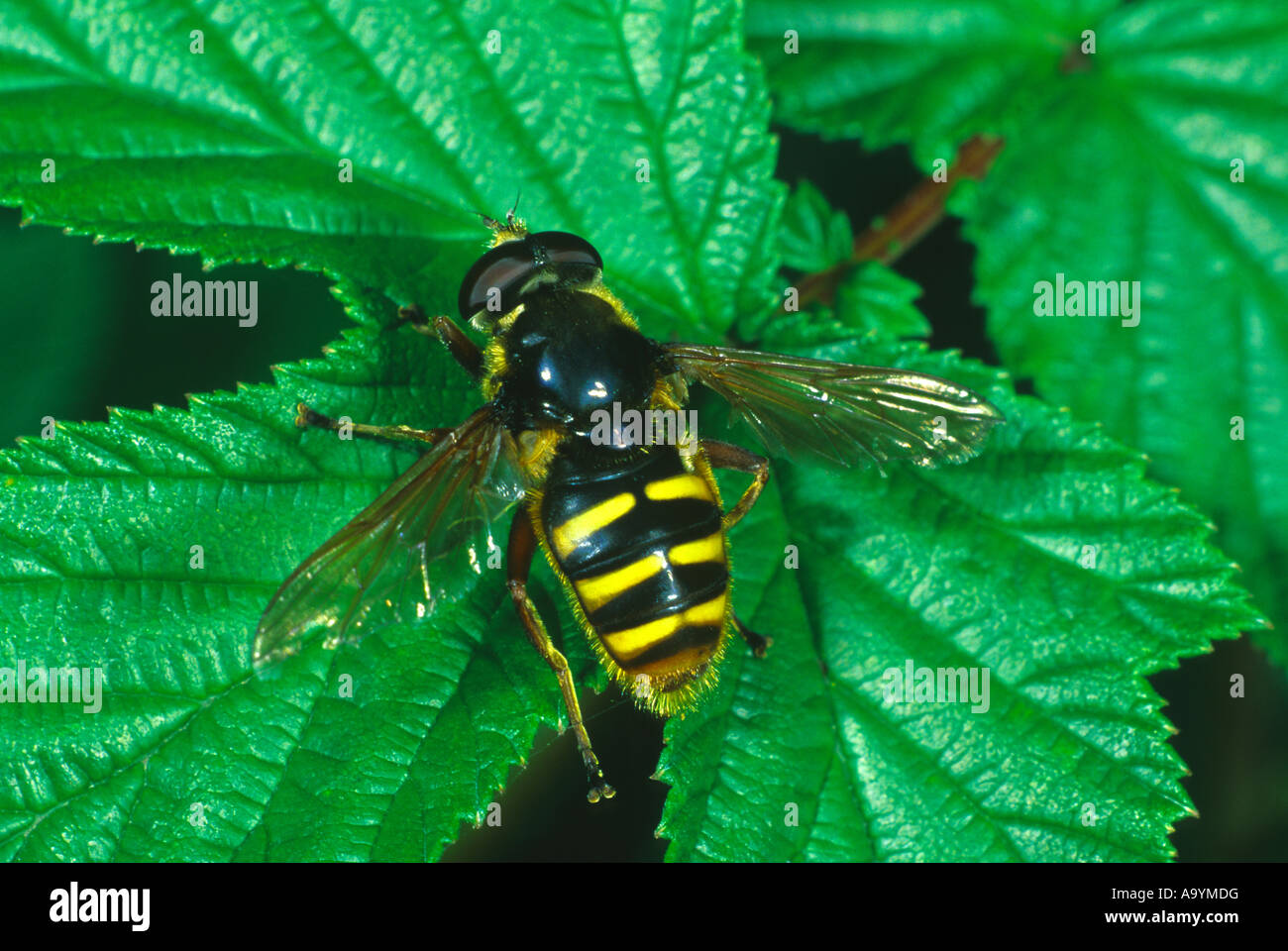 Hoverfly (Sericomyia Borealis) Auftrag Diptera Stockfoto
