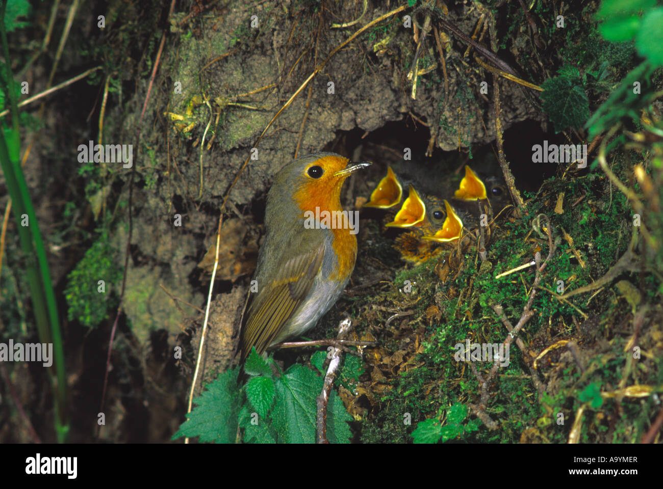 Robin Robins (Erithacus Rubecula) Nest mit Küken Stockfoto