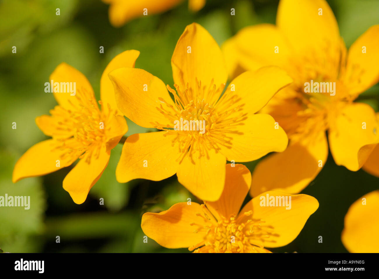 Sumpfdotterblumen, Marsh Marigold, Caltha Palustris, Deutschland Stockfoto