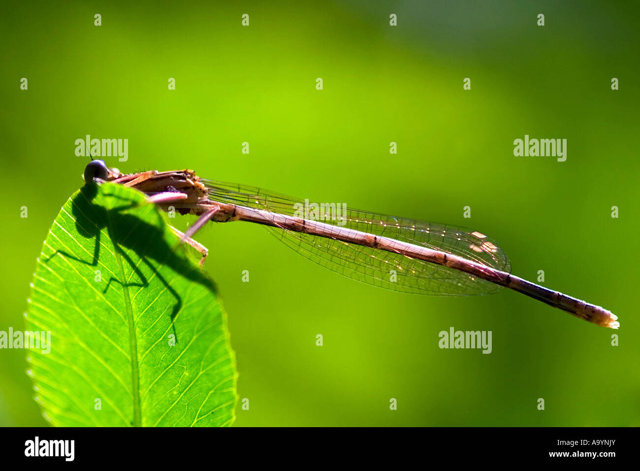 Libelle (Odonata) auf Blatt Stockfoto