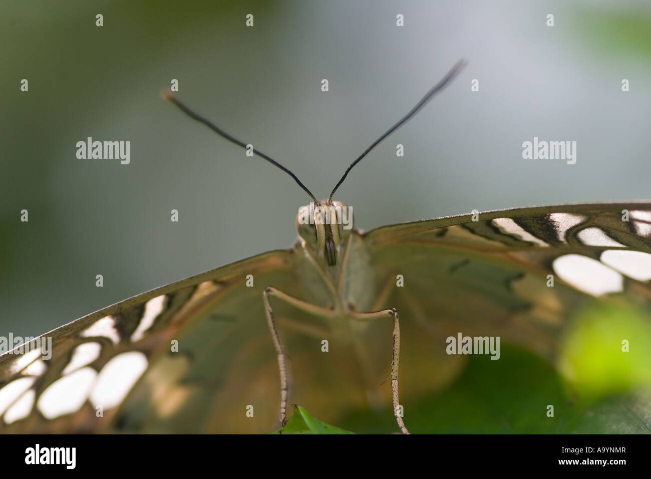 Clipper (Parthenos Sylvia Brown) Stockfoto