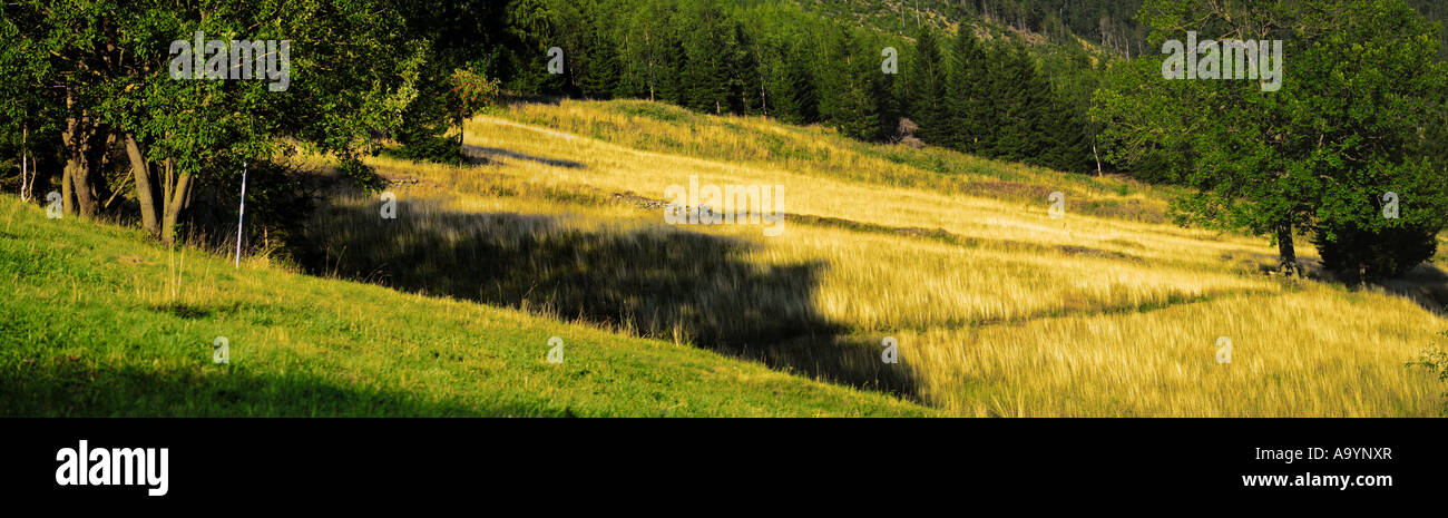 Panorama-Berglandschaft. Ein Blick auf langes Gras, das im Spätsommer an den Hängen eines Berges wächst. Stockfoto