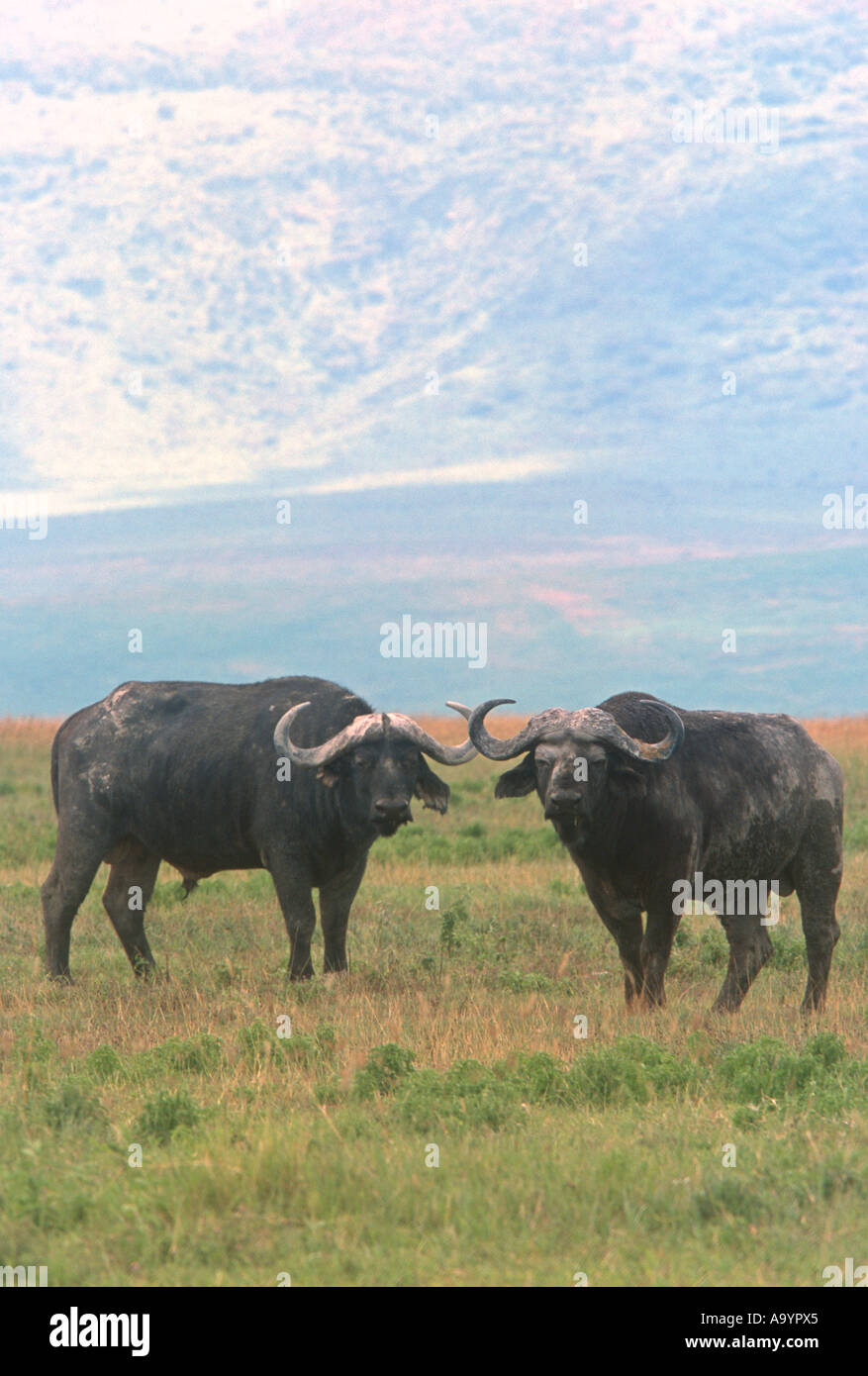 Kap oder afrikanische Büffel im ngorogoro Krater in Tansania, Afrika. (Platinen Caffer) Stockfoto