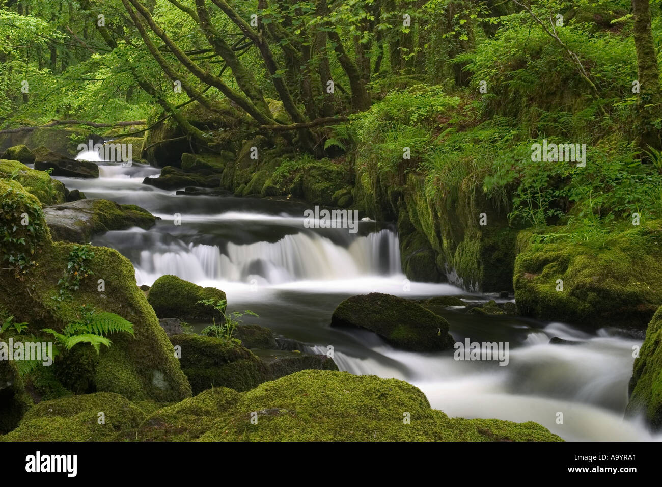 Golitha Falls Cornwall Stockfoto