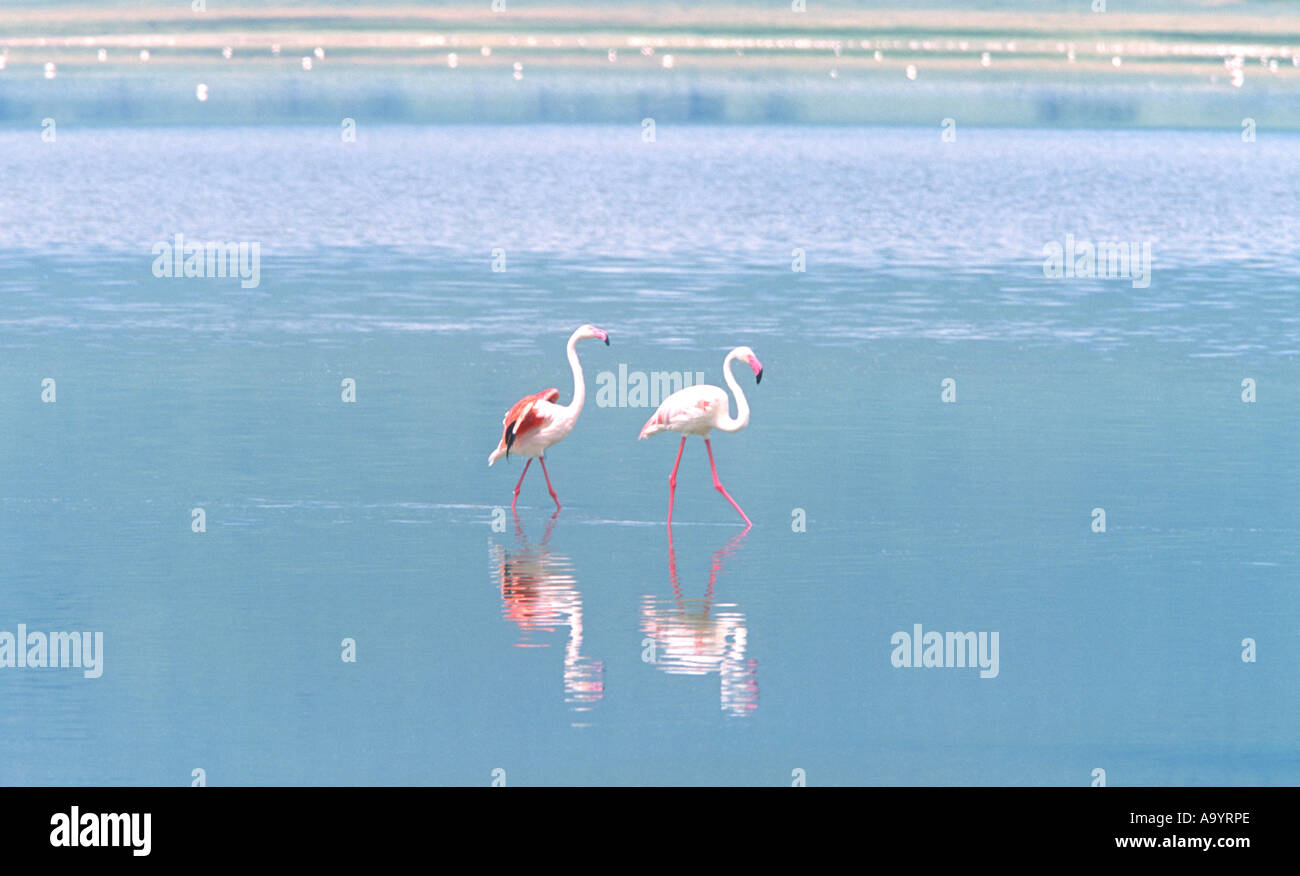 Flamingos in einem See innerhalb des Ngorogoro Krater, Tansania, Afrika Wade. Stockfoto