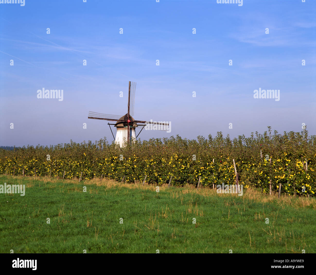 Windmühle und Apple Orchard am Bontemorgen in der Betuwe, Niederlande Stockfoto