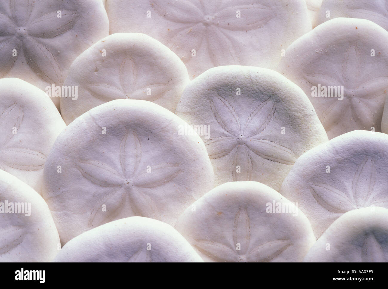 Weiße Sand Dollar Schalen säuberlich gestapelt Stockfoto