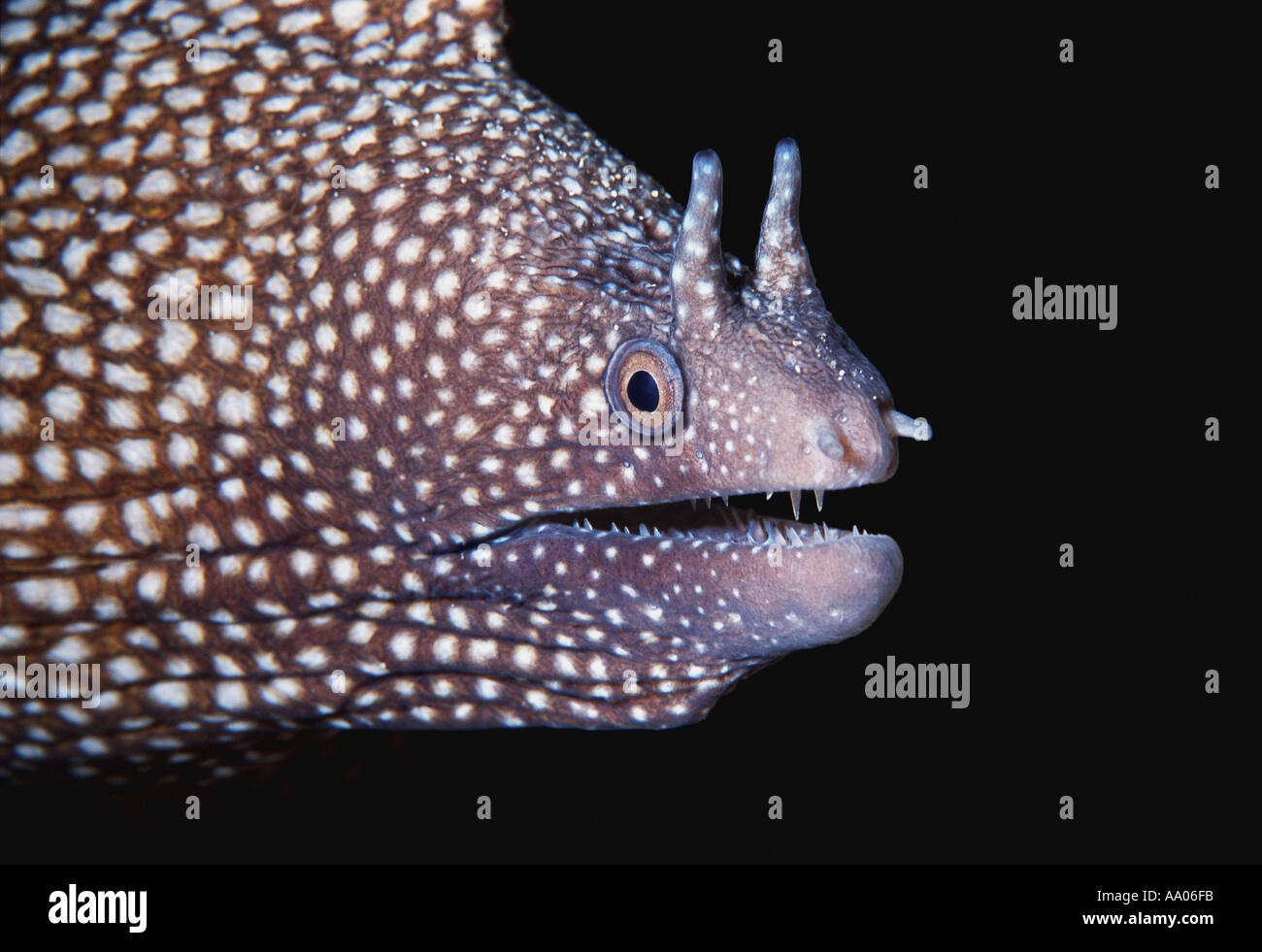 Nahaufnahme des Kopfes eine Muräne Stockfoto
