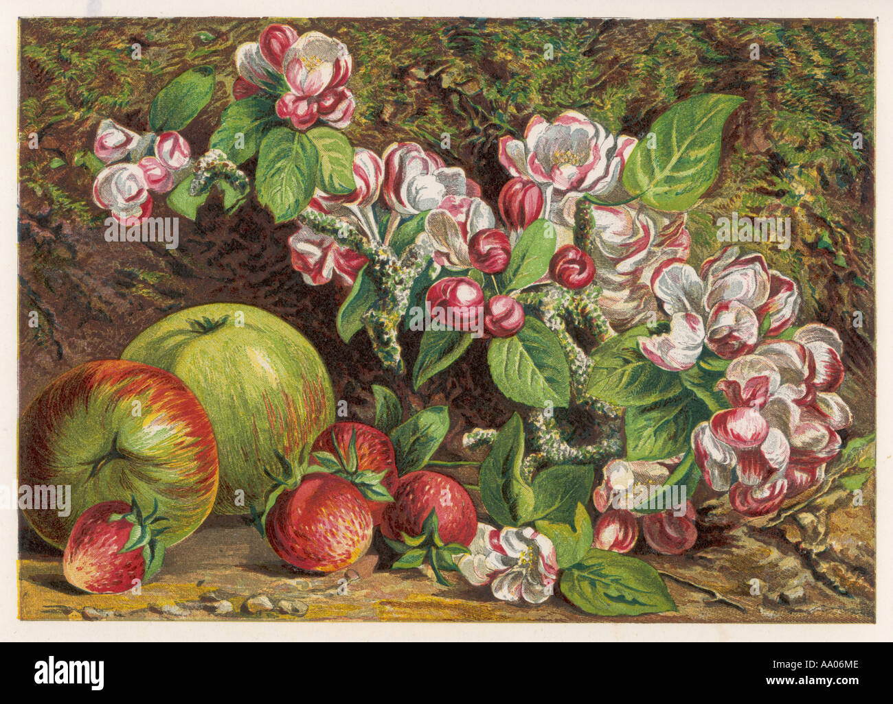 Obst Äpfel Strohhalme 1861 Stockfoto
