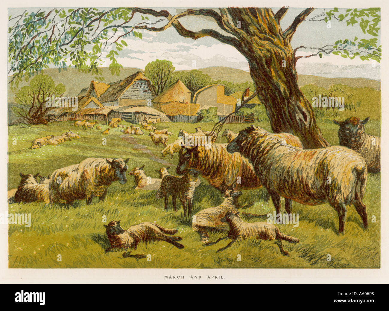Schafe auf Weide 1862 Stockfoto