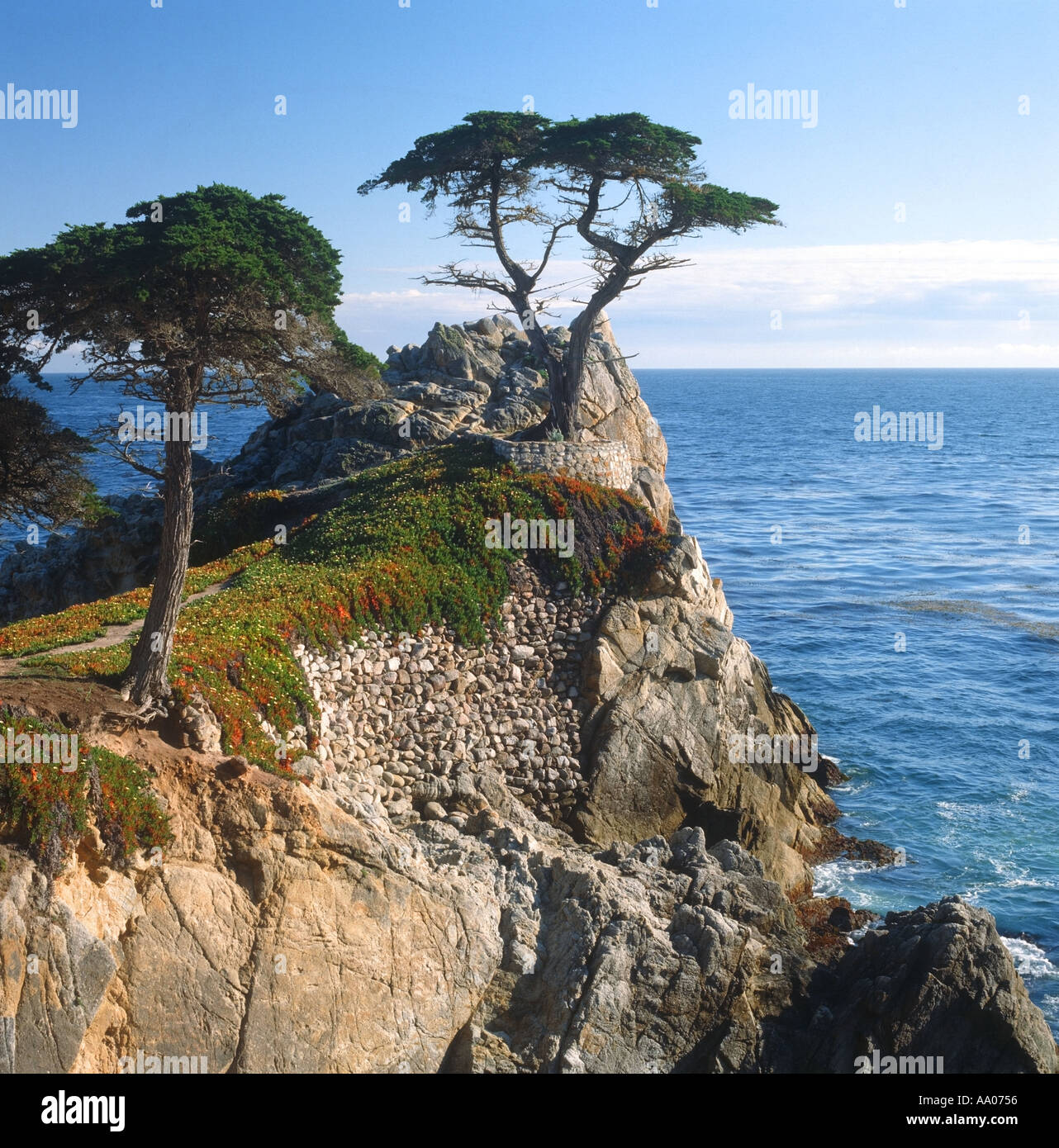 Einsame Zypresse am 17-Mile-Drive in der Nähe von Carmel, Kalifornien USA Stockfoto