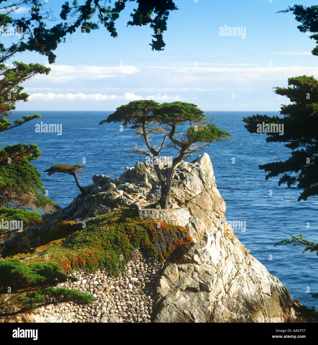 Einsame Zypresse am 17-Mile-Drive in der Nähe von Carmel, Kalifornien USA Stockfoto