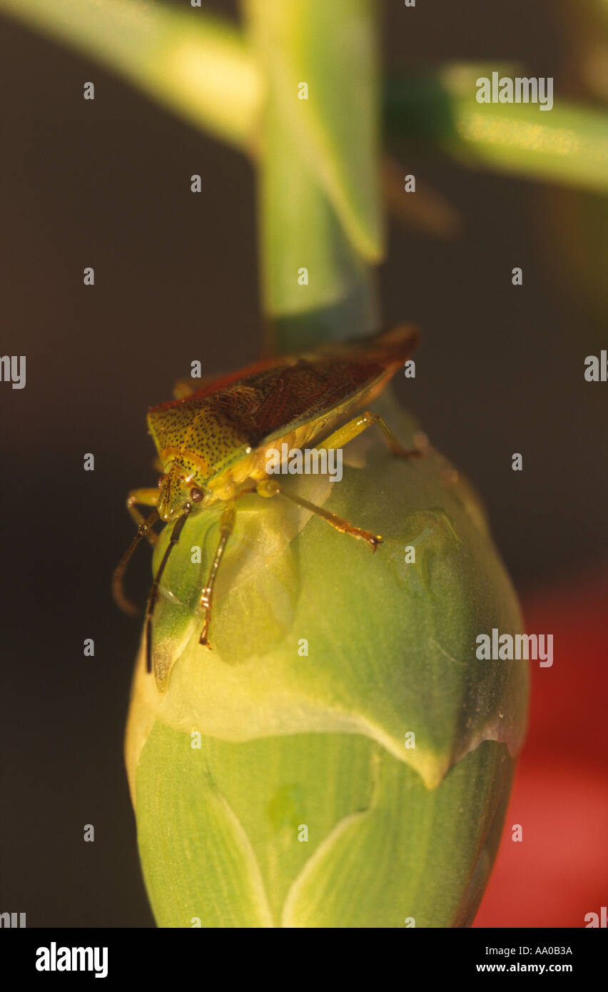 Weißdorn-Schild-Bug auf crysanthimum Stockfoto