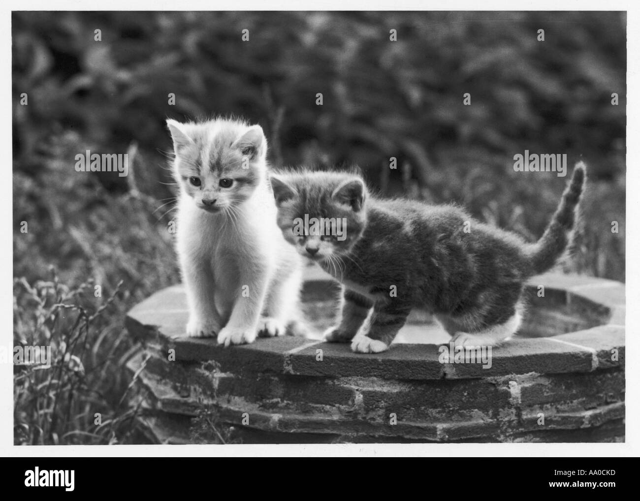Zwei Kätzchen außerhalb Stockfoto