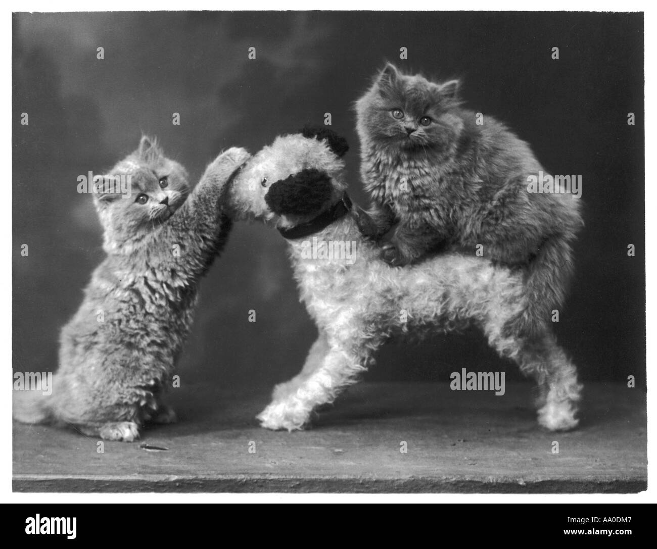 Kätzchen und Spielzeughund Stockfoto