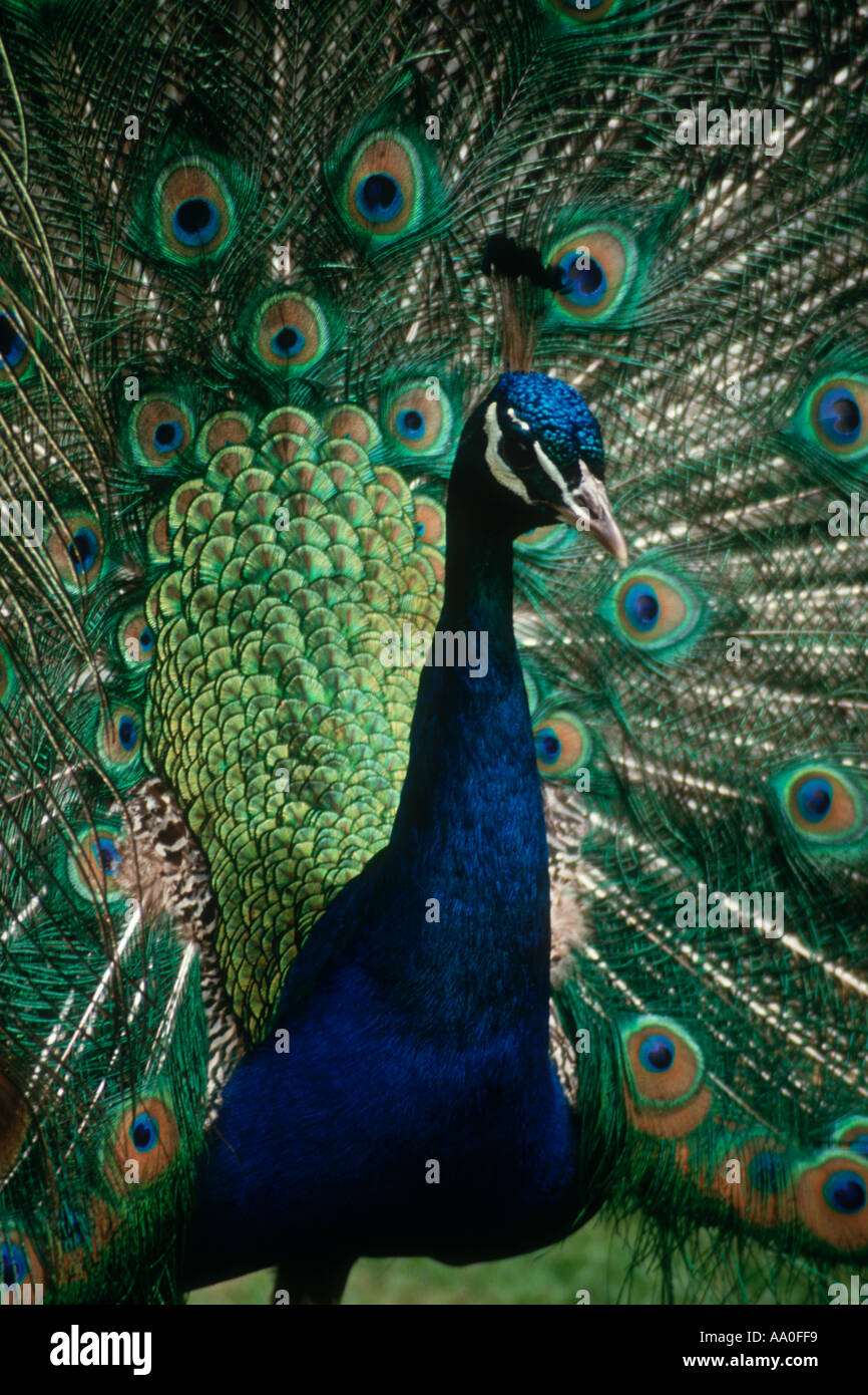 Peacock anzeigen Stockfoto