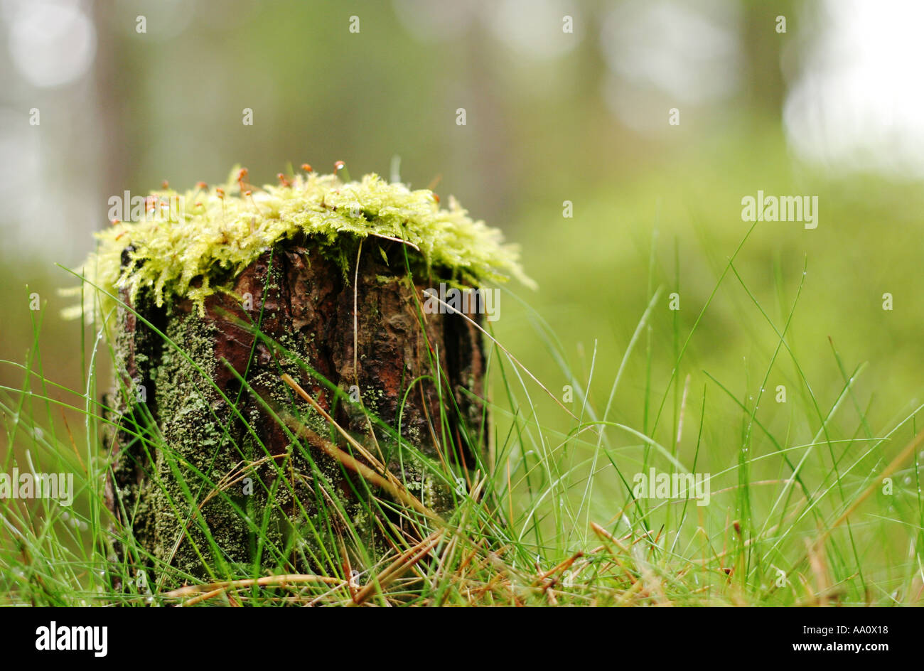 Büschel Moos auf der Oberseite einen kleinen Baumstumpf devilla Wald Fife Schottland 2005 Stockfoto