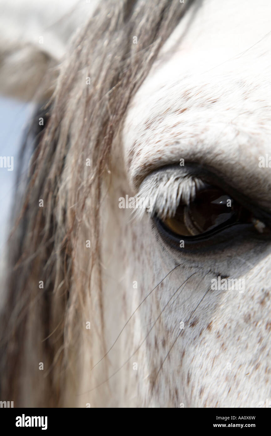 Nahaufnahme des grauem Pferdekopfes mit Augendetail Stockfoto