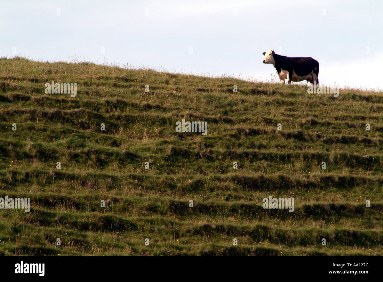 Kuh Weiden auf Lynchets Südirland Stockfoto