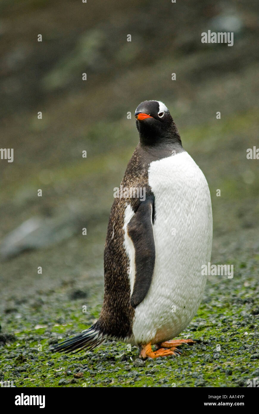 Gentoo Penguin, Pygoscelis Papua, Deception Island Antarktis. Stockfoto