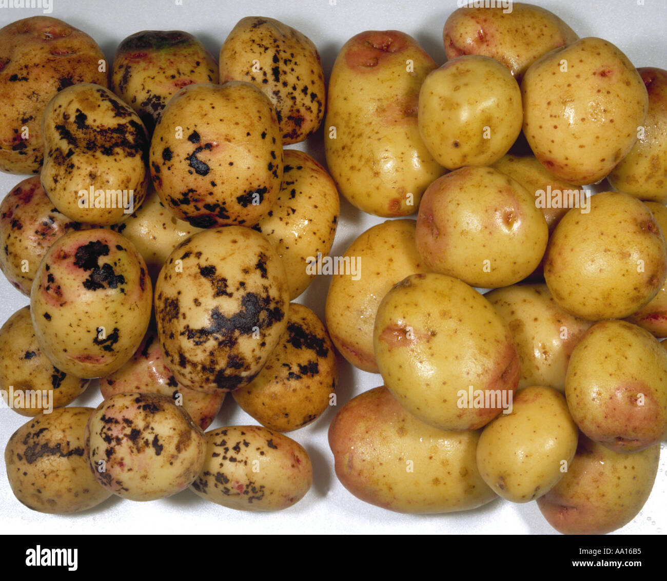 schwarzer Schorf Rhizoctonia Solani auf Kartoffeln im Vergleich zu gesunden nicht infizierten Pflanzen auf der rechten Seite Stockfoto
