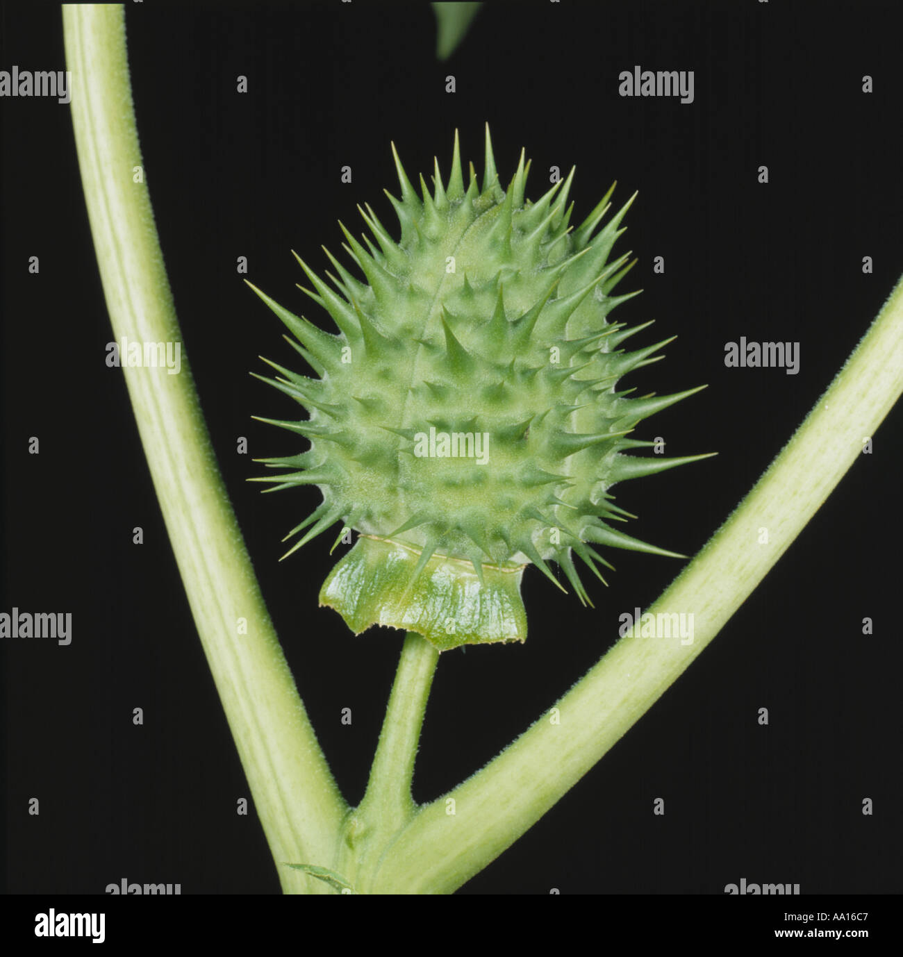 Dornapfel- oder Jimson-Unkraut (Datura stamonium) spike unreife grüne Samenschote Stockfoto