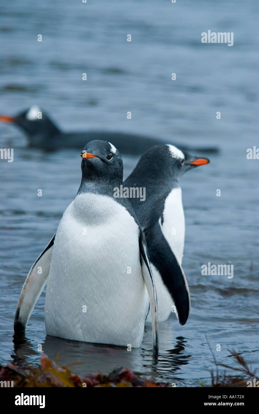 Gentoo Penguins, Pygoscelis Papua, Deception Island Antarktis. Stockfoto