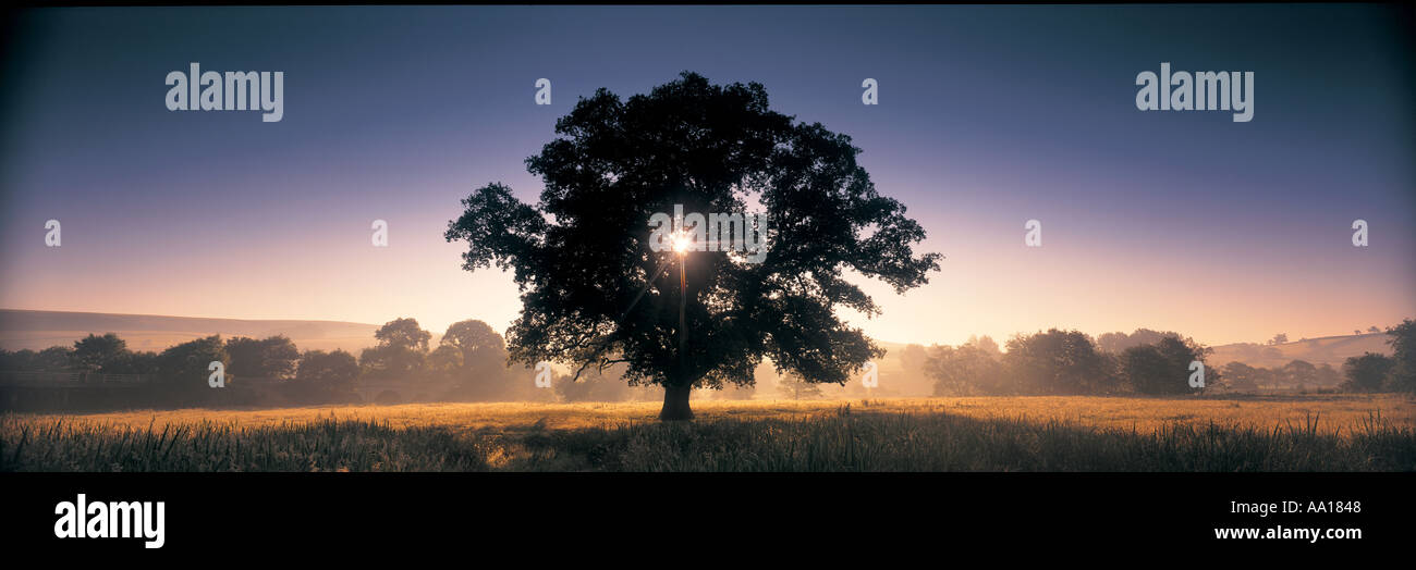 Devon Landschaft UK Stockfoto