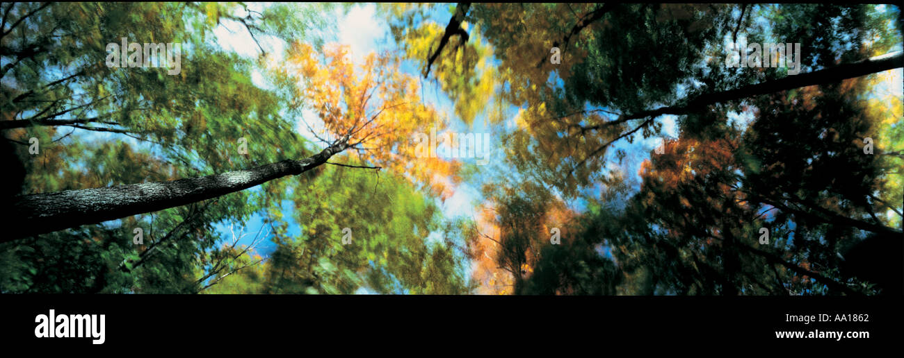 Baumkronen in New Hampshire USA Stockfoto