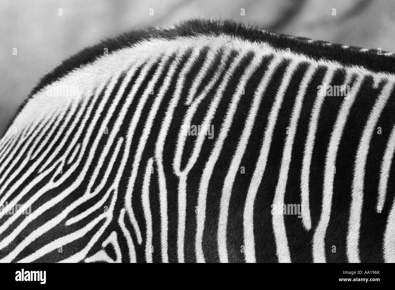 Zebra Stockfoto