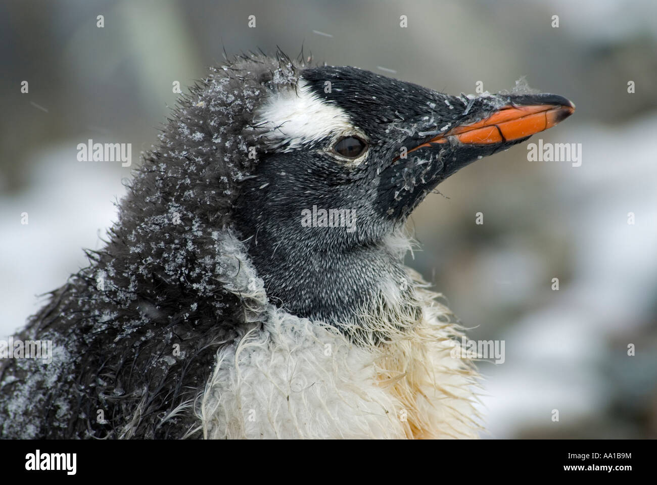 Gentoo Penguin, Pygoscelis Papua, Küken begann Mauser, Culerville, Antarktis. Stockfoto