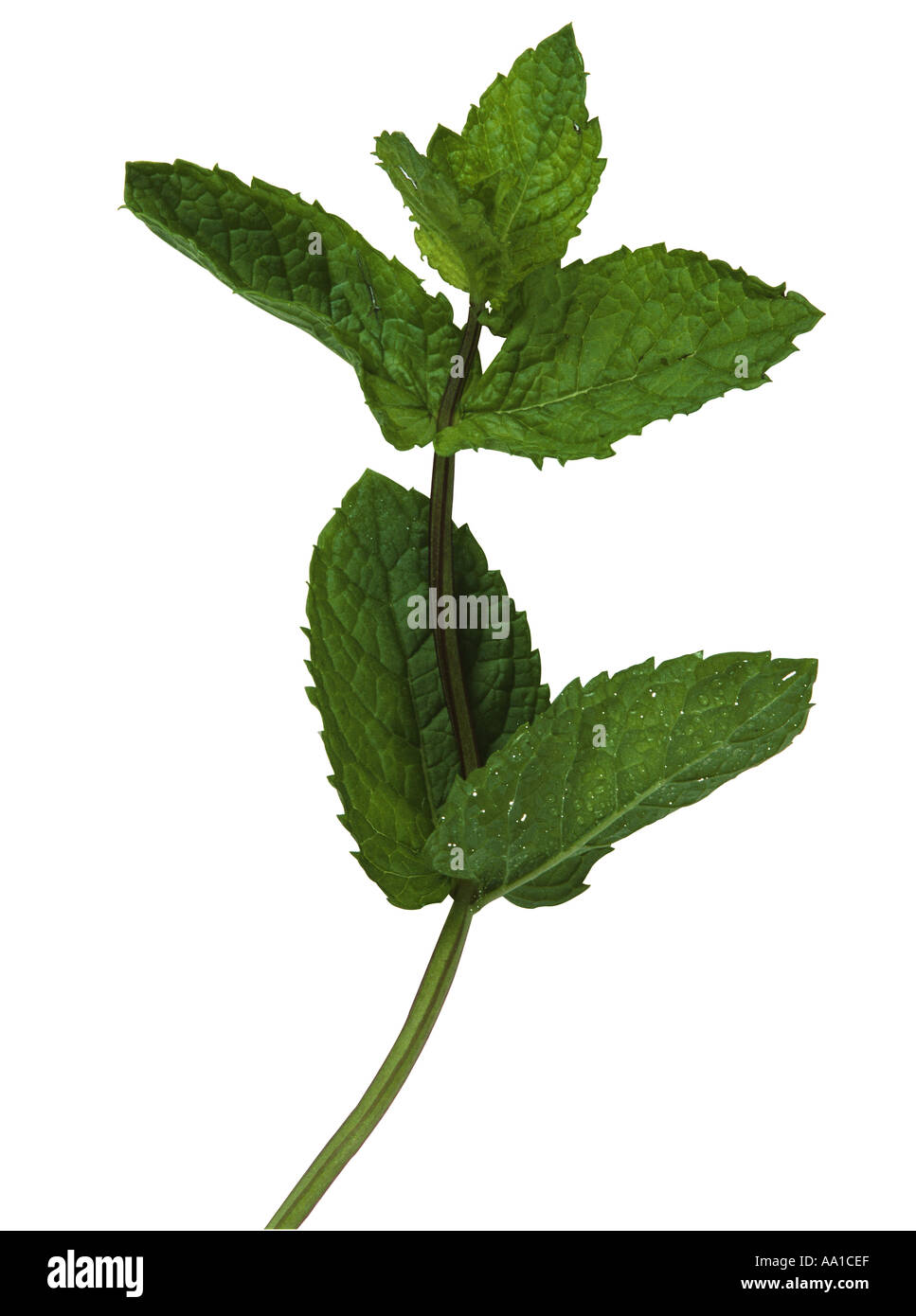 Spearmint Stockfoto