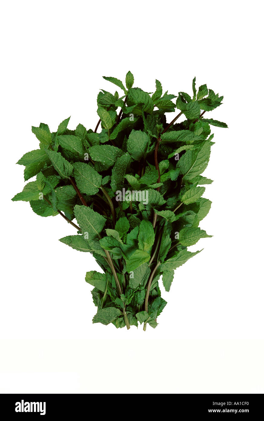 Spearmint Stockfoto