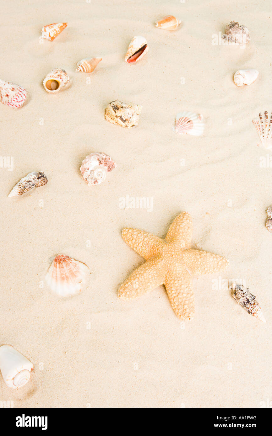 Seesterne und Muscheln im sand Stockfoto