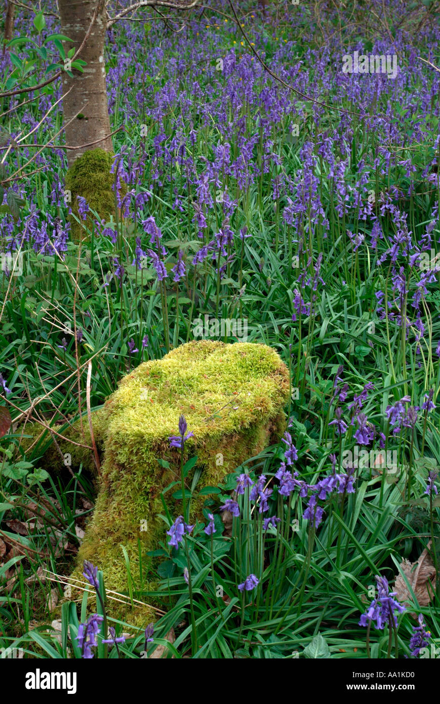 Moos bedeckt Baumstumpf, umgeben von einem Teppich aus Glockenblumen in Jenkinstown Wood County Kilkenny Irland Stockfoto