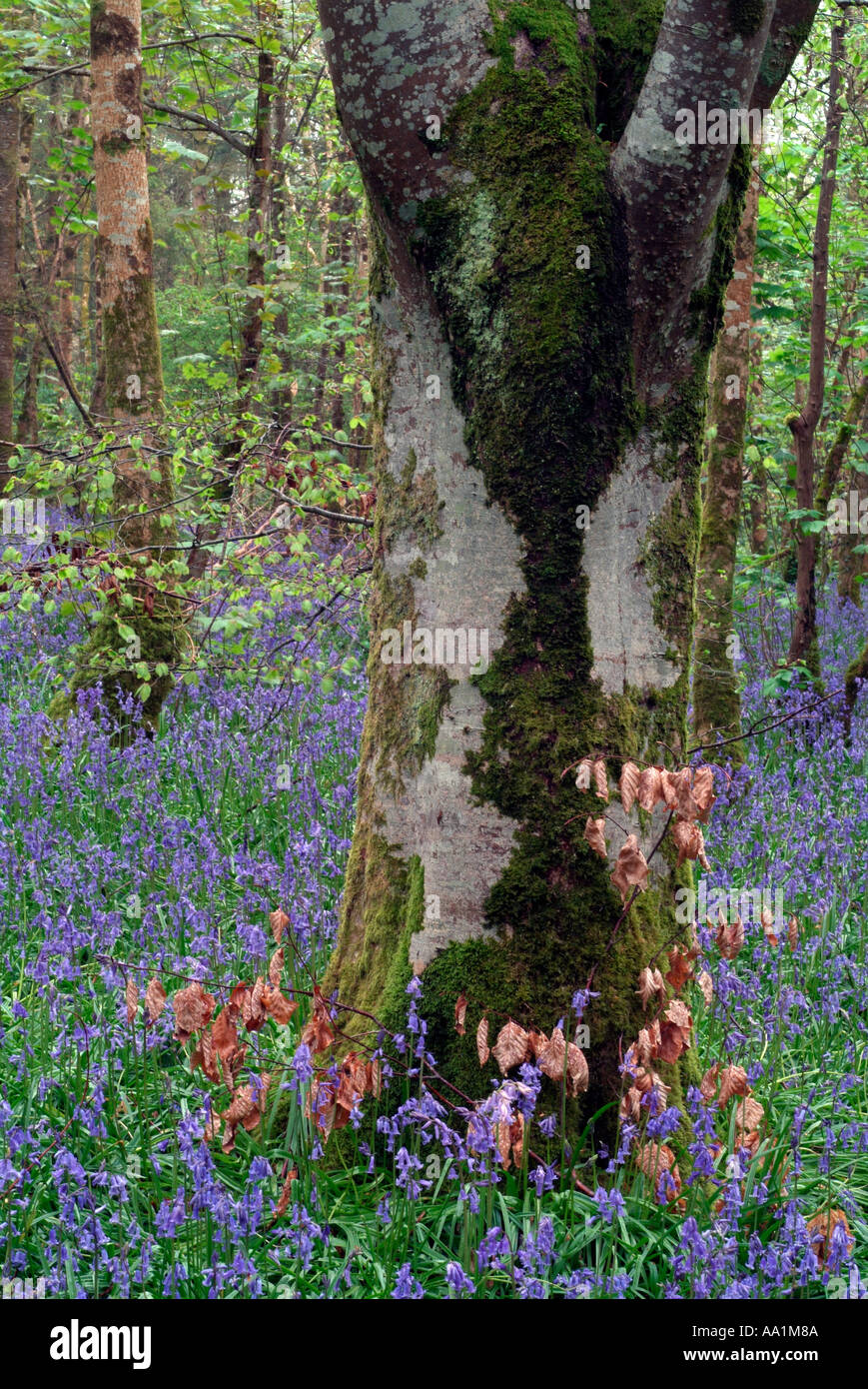 Teppich aus Glockenblumen in Jenkinstown Wood County Kilkenny Irland Stockfoto