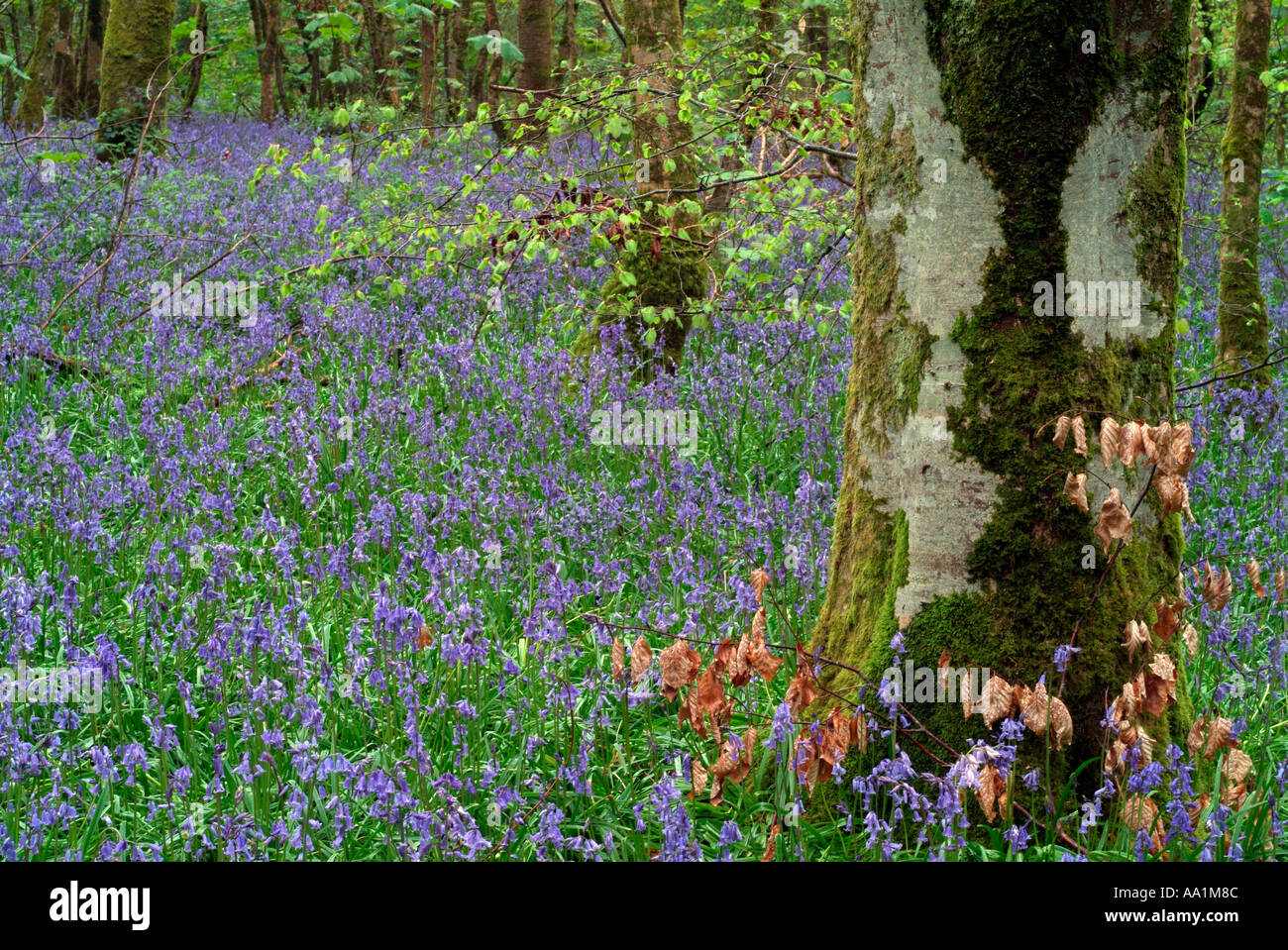 Teppich aus Glockenblumen in Jenkinstown Wood County Kilkenny Irland Stockfoto