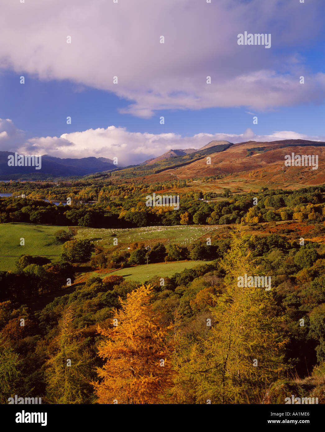 Ben Lomond und Bonnie Banks des Loch Lomond, aus in der Nähe von Balmaha, Stirling, Schottland, Großbritannien Stockfoto