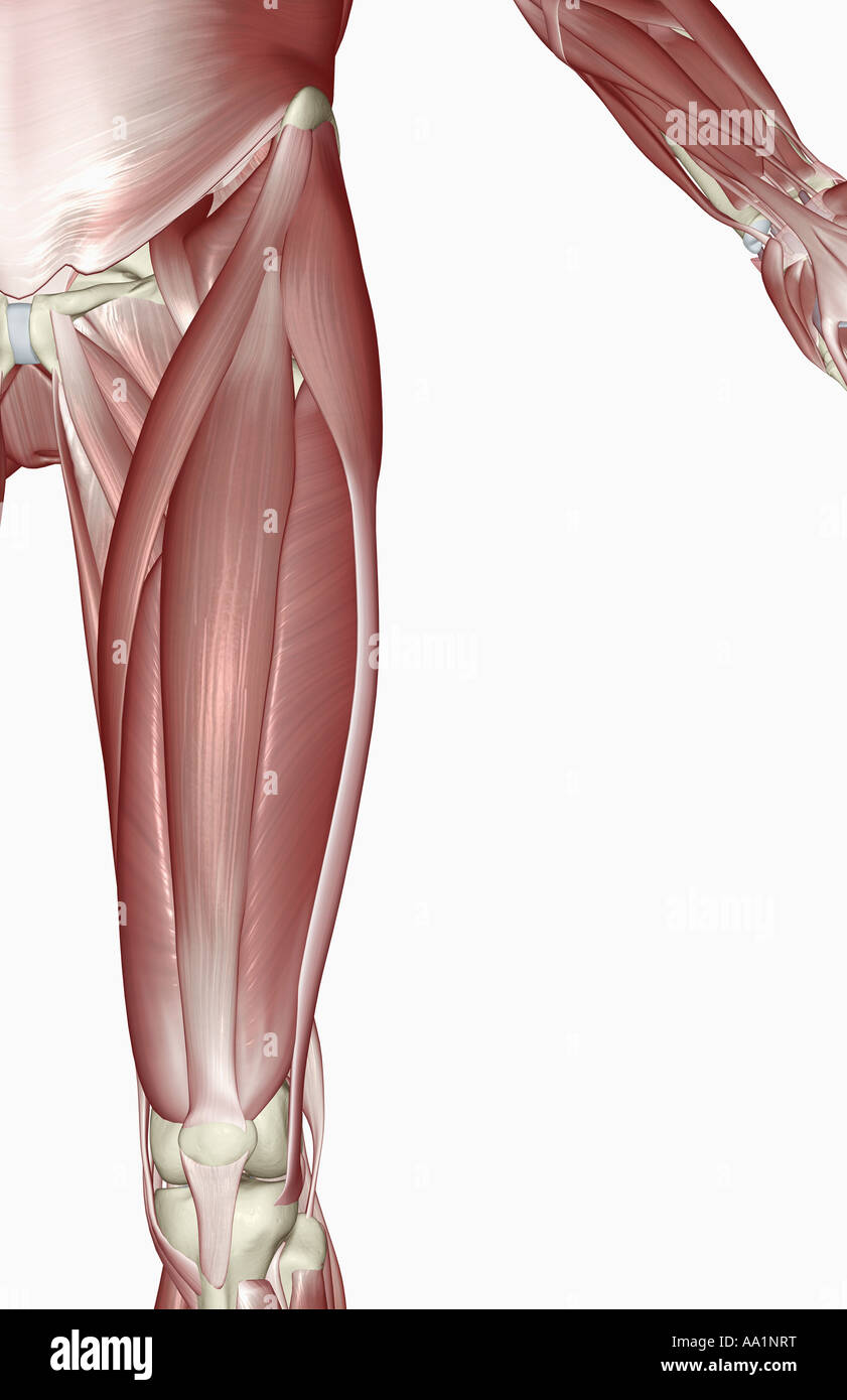 Muskeln der Oberschenkel Stockfoto