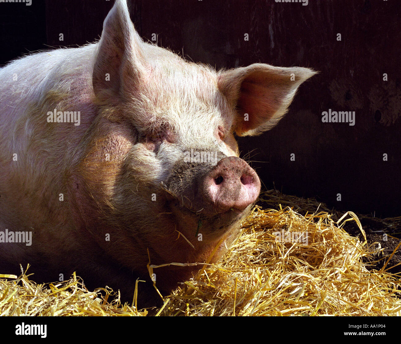 Haltung das Schwein in Ruhe Stockfoto