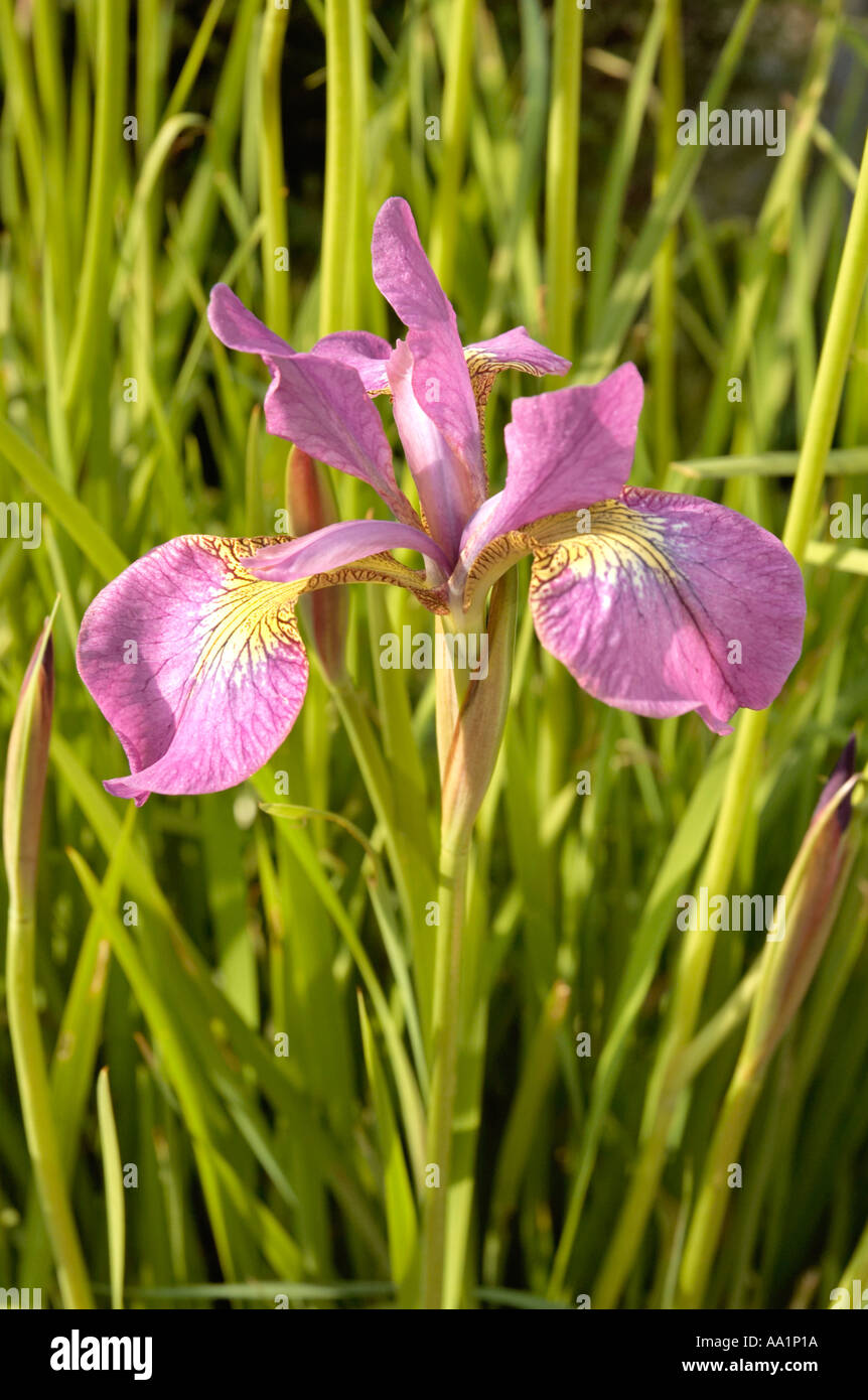 Iris Iridaceae Gattung der aufrechten Seerosengewächse oder knolligen Stauden Stockfoto