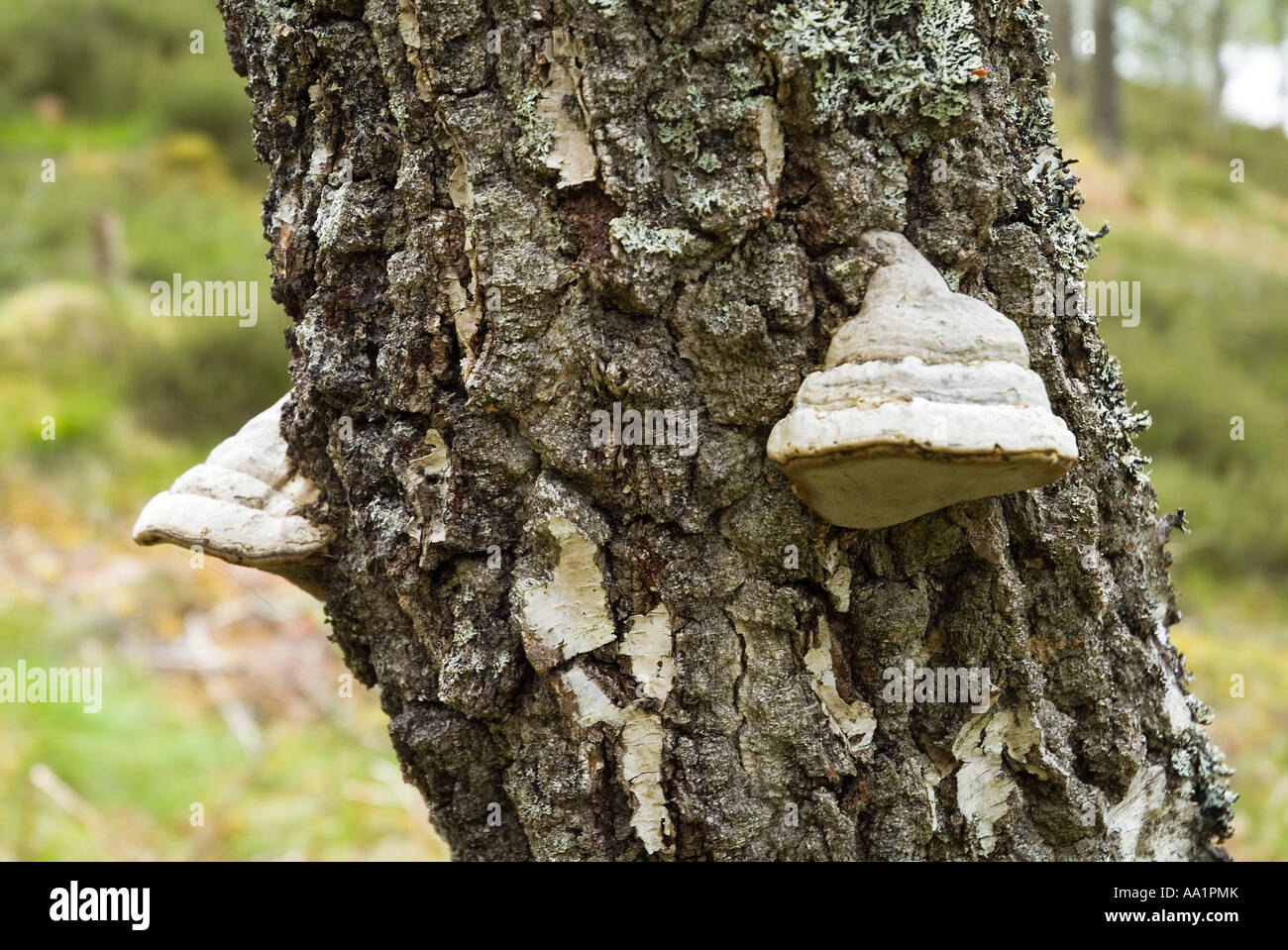 Dh Zunder Halterung Pilz Pilze Fomes fomentarius Großbritannien auf Baumstamm bellen in Kaledonischen Wald Holz Wachstum Stockfoto