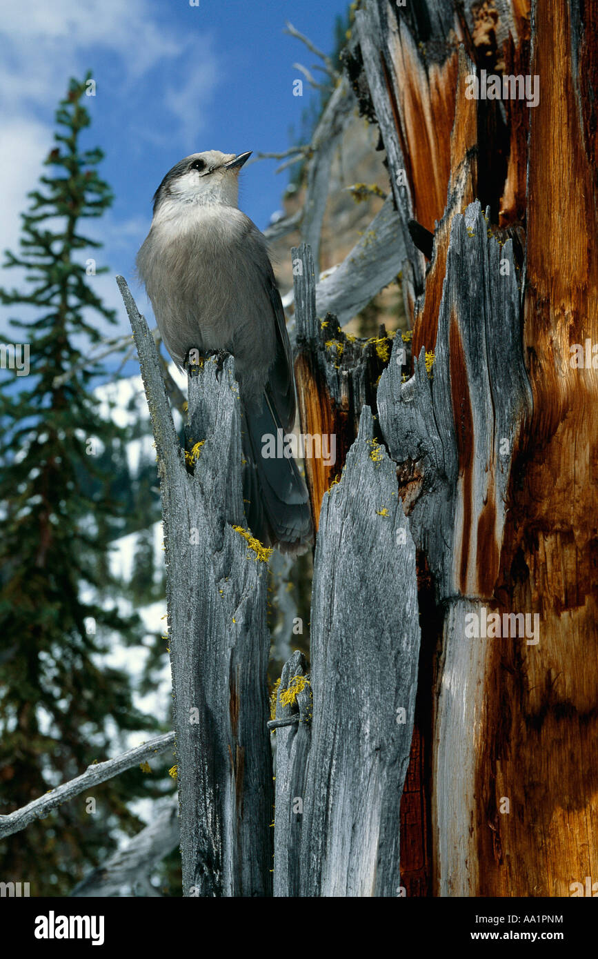 Graue Jay, British Columbia, Kanada Stockfoto