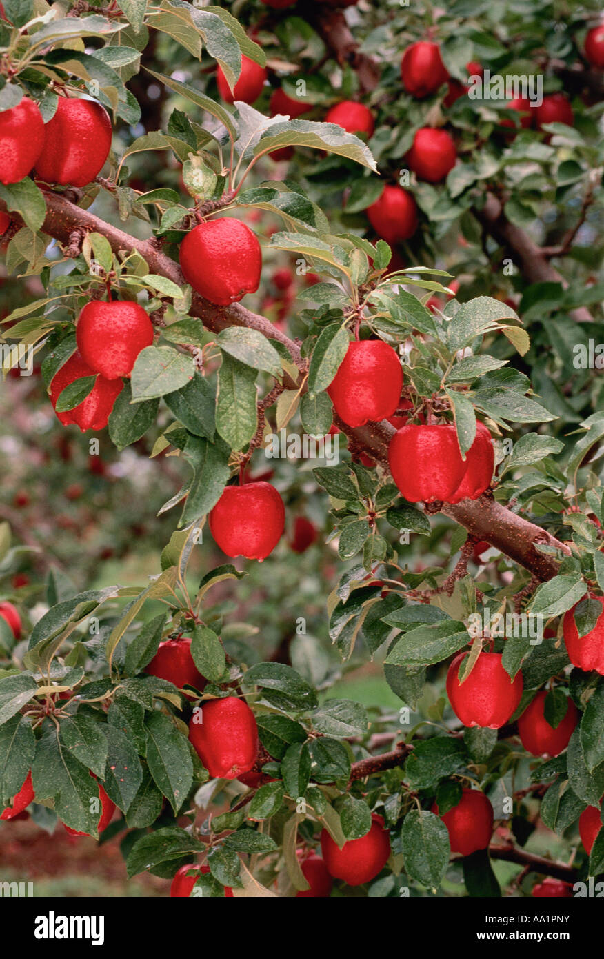 Apple Orchard, British Columbia, Kanada Stockfoto