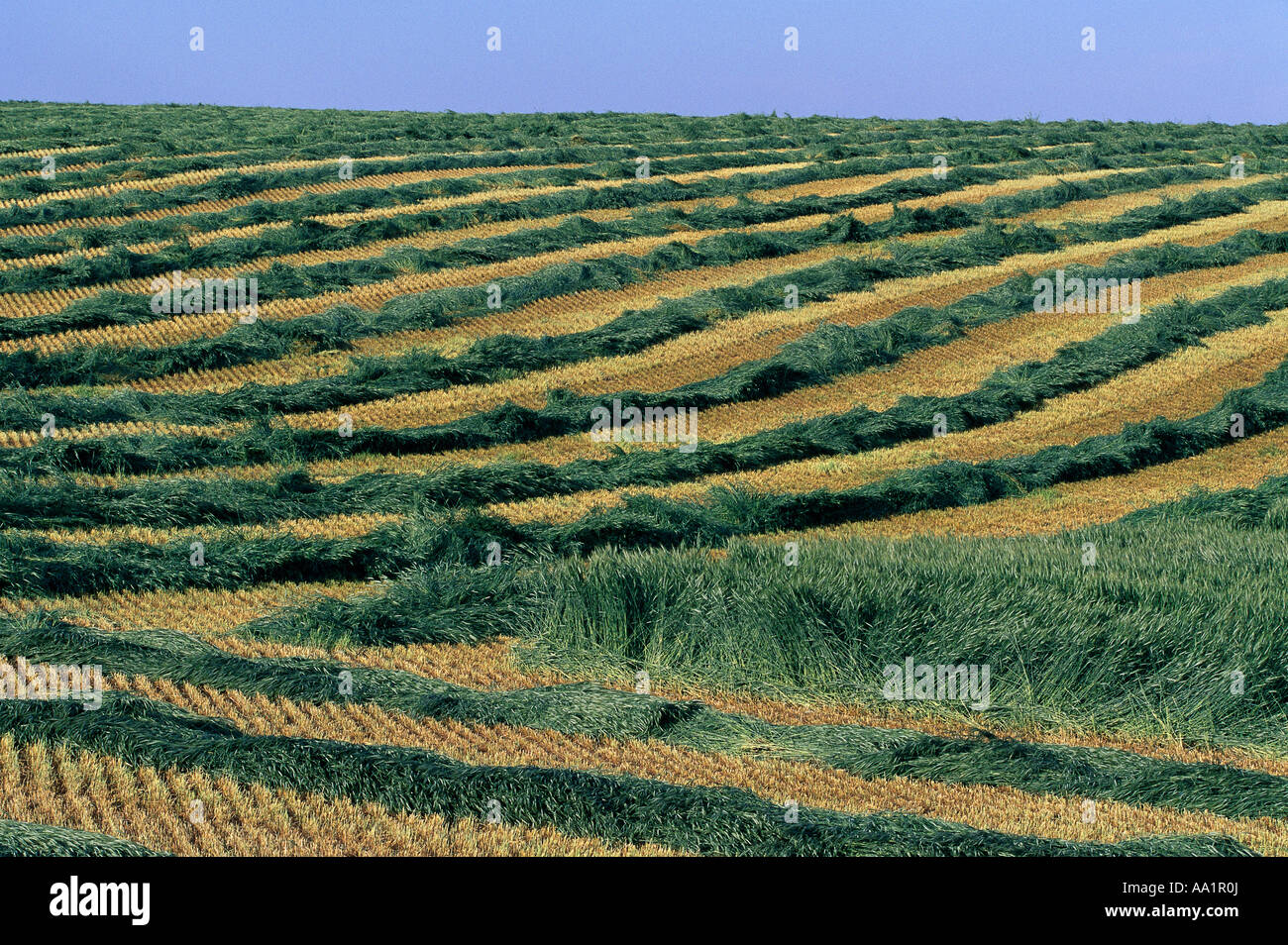 Übersicht der Feldfrucht, Airdrie, Alberta, Kanada Stockfoto