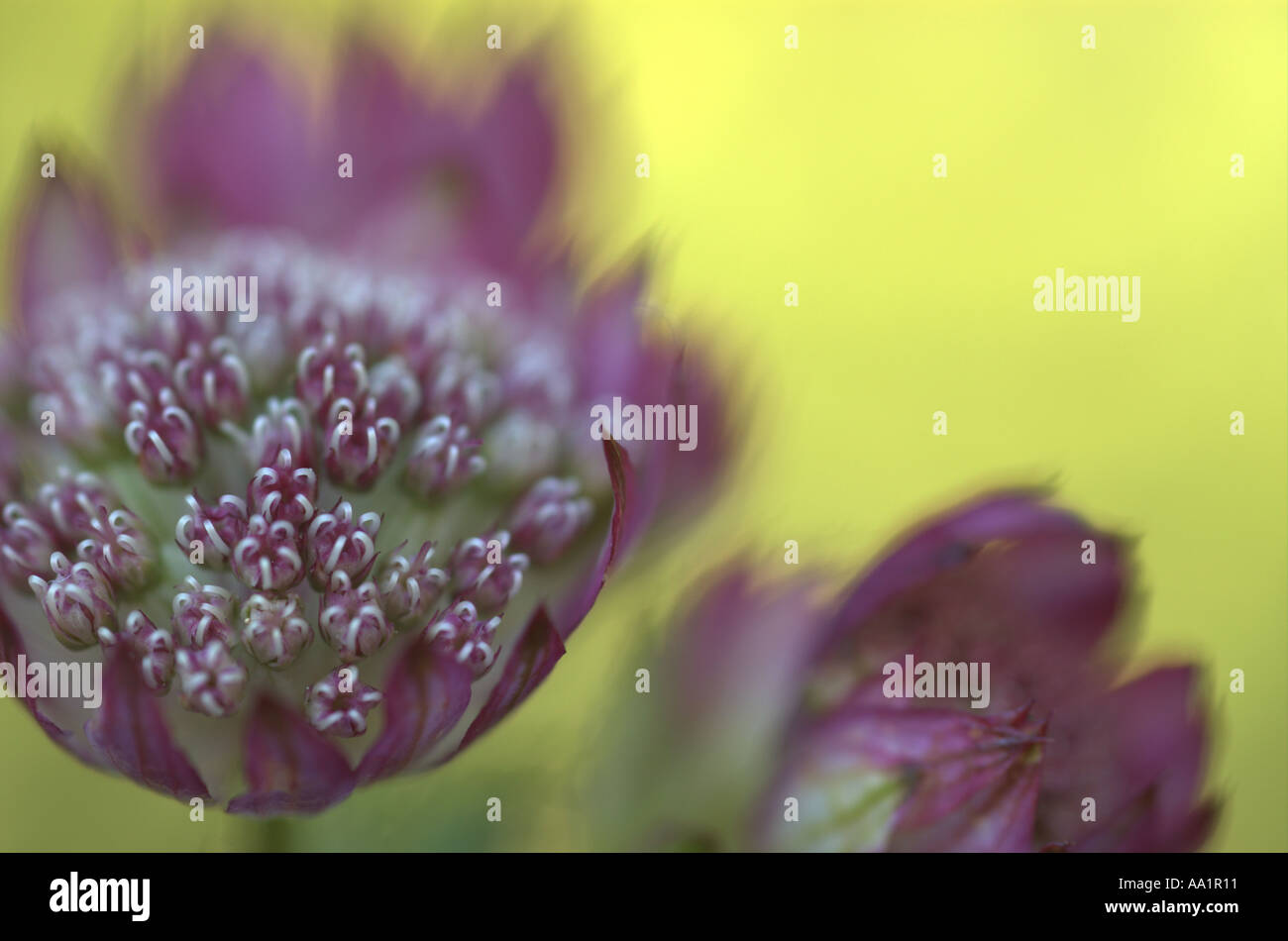 Astrantia Major rubra Stockfoto