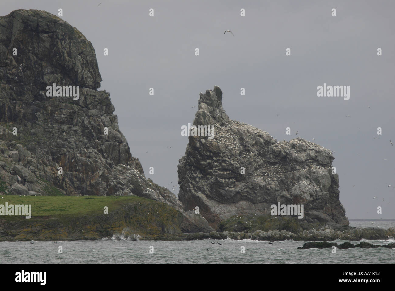 Seevogel-Kolonie auf Irland s Auge Stockfoto