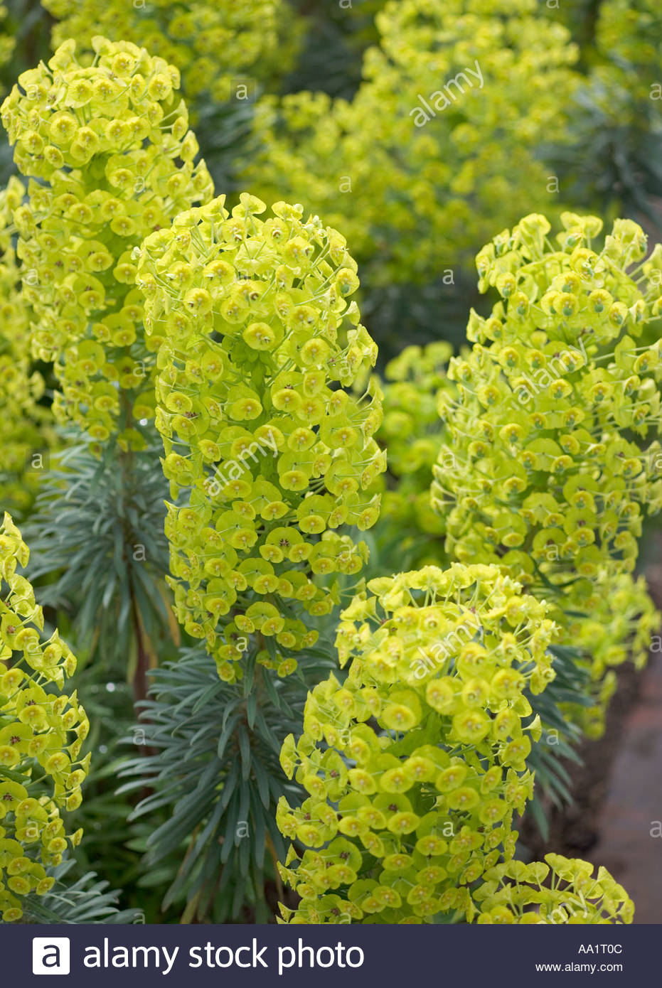 Euphorbia Characias Subsp Wulfenii Lambrook Gold Stockfoto, Bild