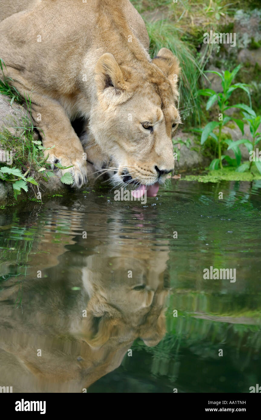 Löwin aus Teich trinken Stockfoto