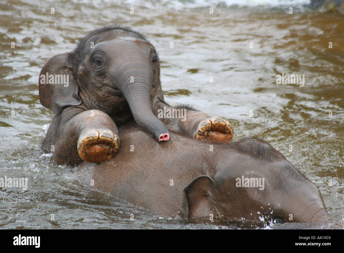 Baby Elefant Im Wasser Stockfotos Und Bilder Kaufen Alamy